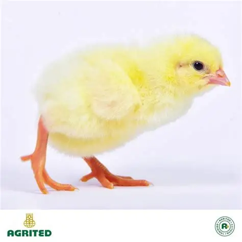 Agrited Day-Old Broiler Chicks