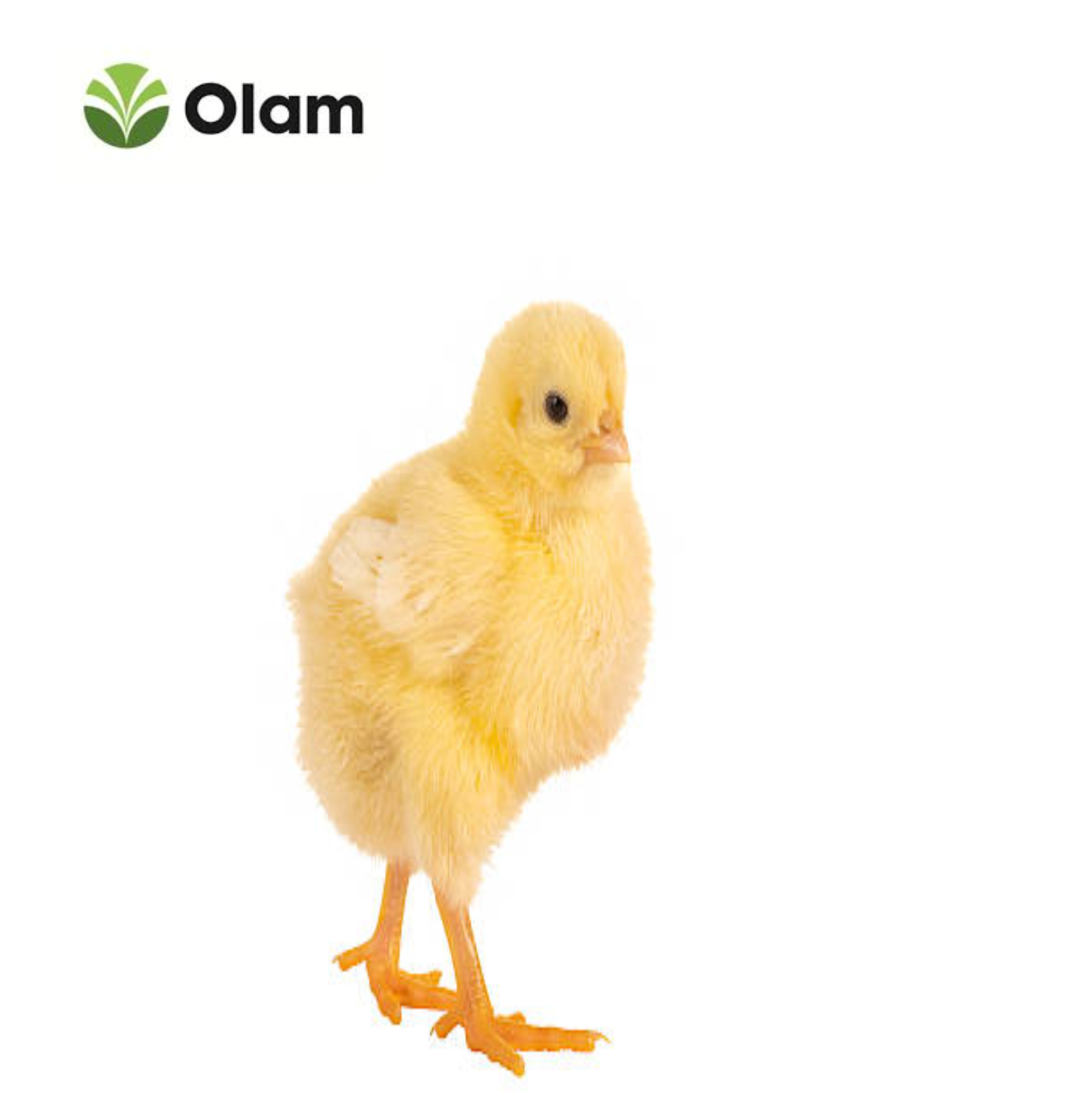 Olam Day-Old Broiler Chicks