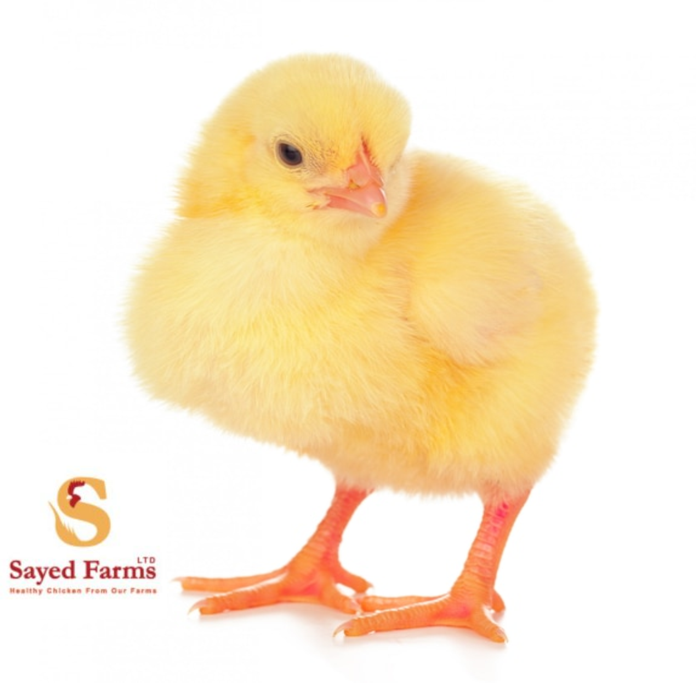 Sayed Day-Old Broiler Chicks