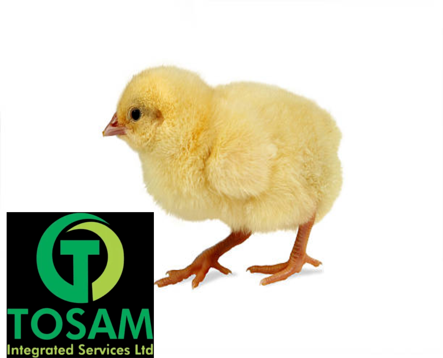 Tosam Day-Old Broiler Chicks