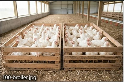 100 Broiler Starter Package