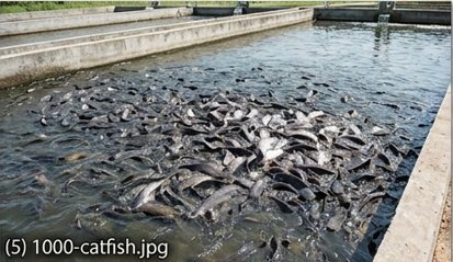 1,000 Catfish Commercial Package