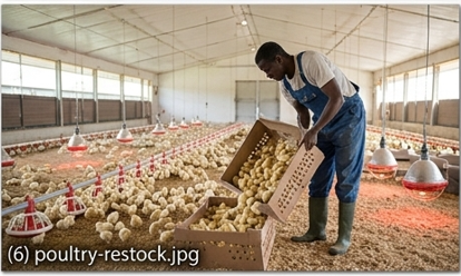 Poultry Restock Package