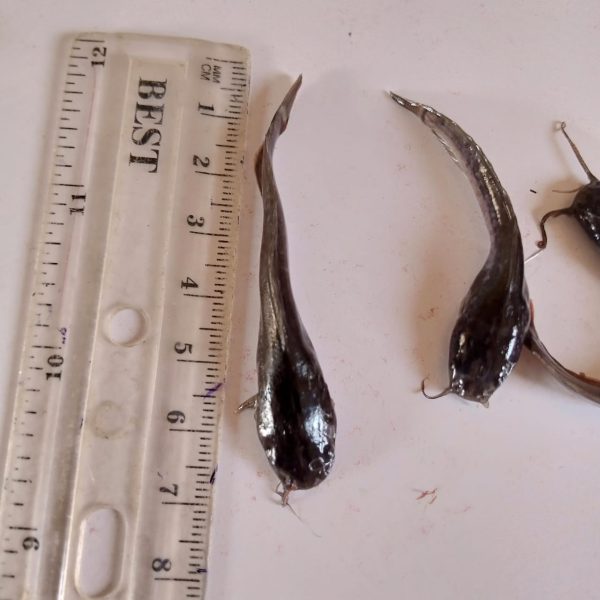 Fish