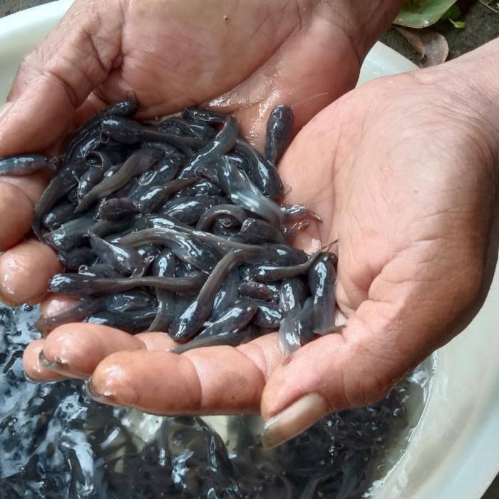 Juvenile Fish